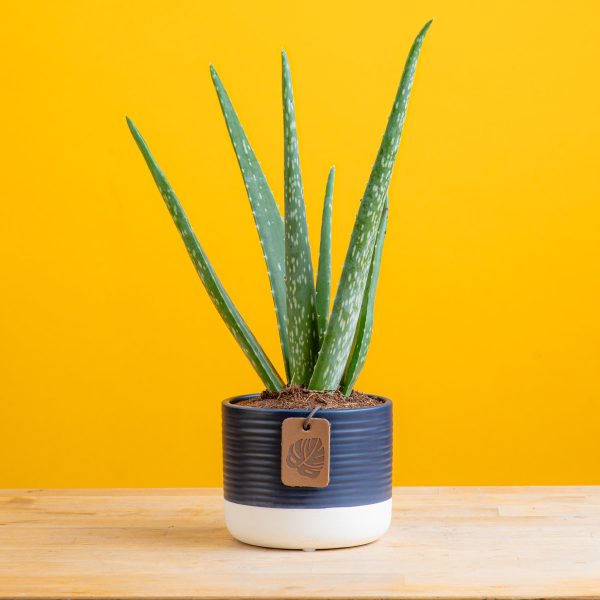 Aloe Vera | small Cheap - Image 2