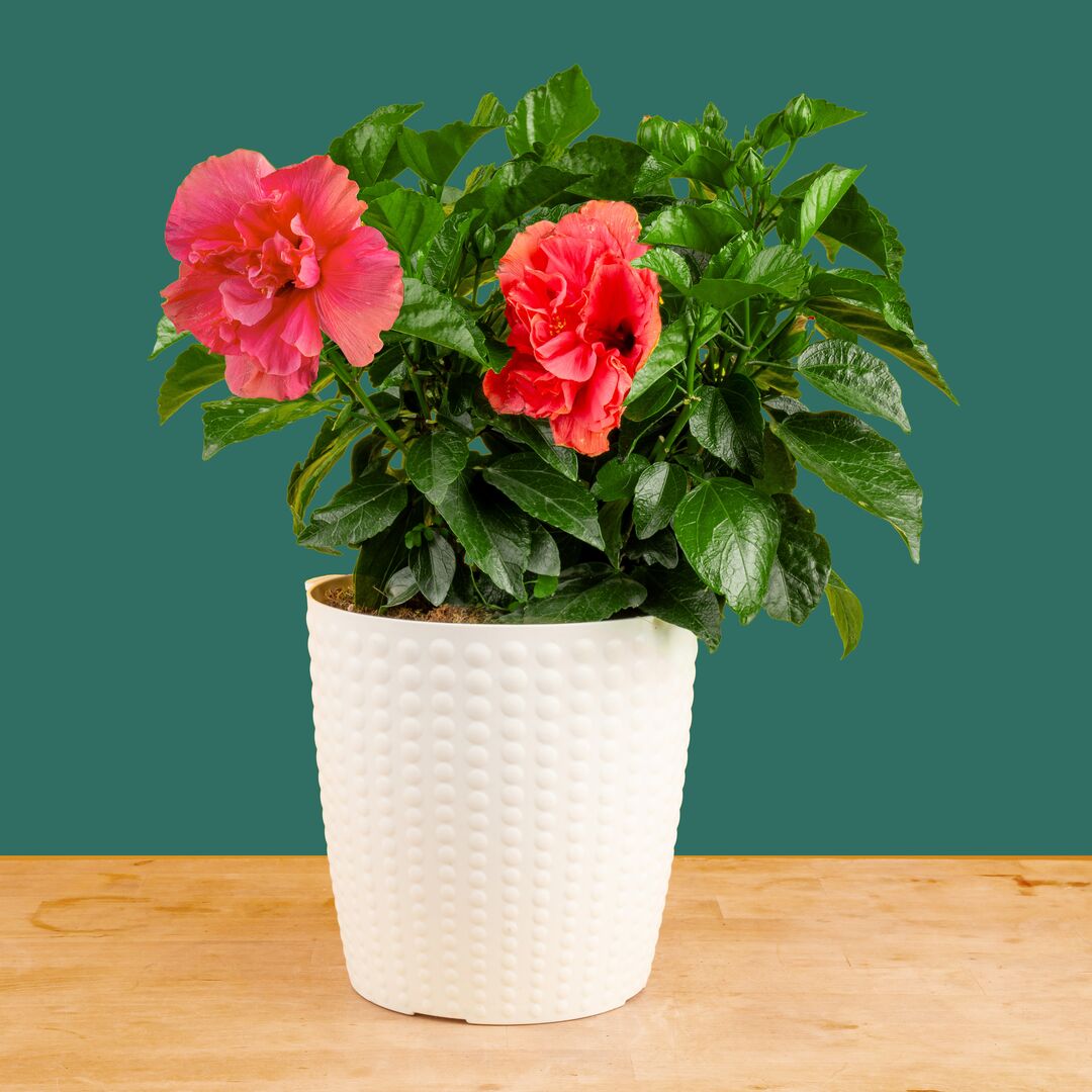 Tropical Hibiscus Adonicus Double Pink | medium Discount