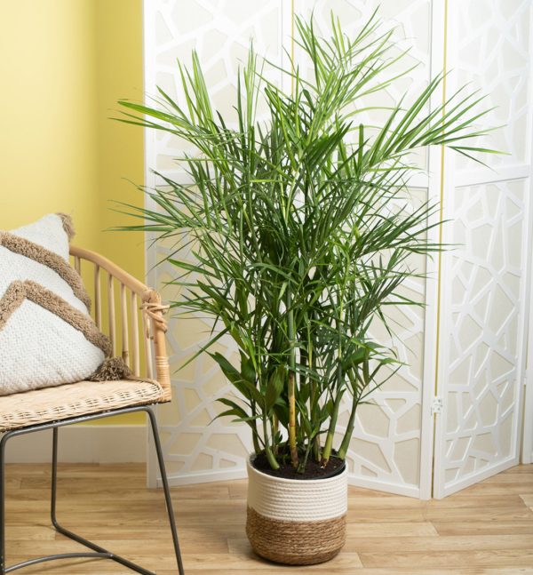 Bamboo Palm | large Online - Image 3