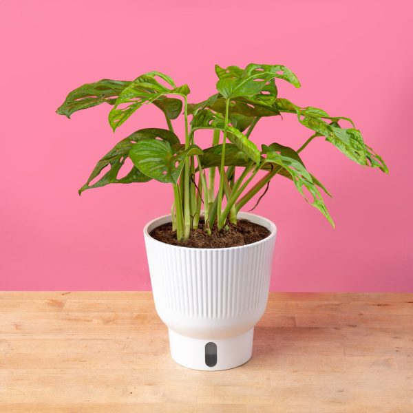 Little Swiss Monstera | medium For Sale