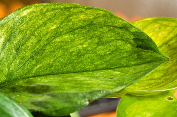 Lemon Top Pothos | medium Hot on Sale - Image 3