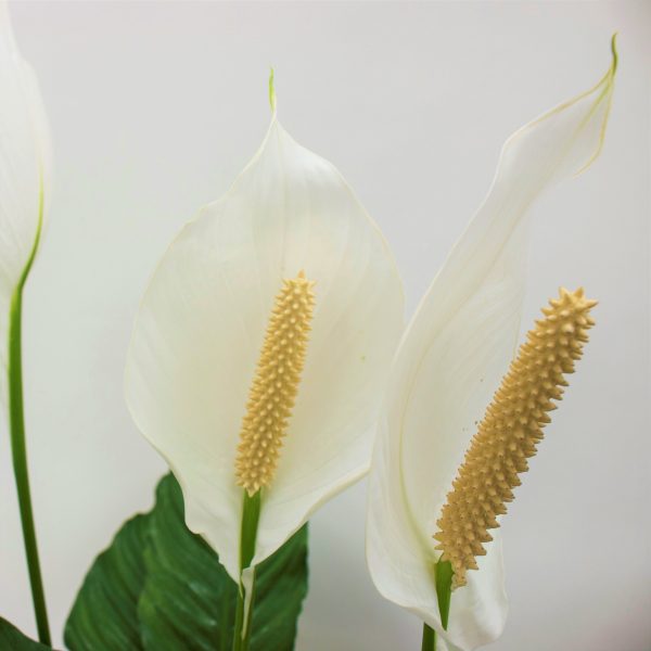 Sweet Pablo Peace Lily | large For Sale - Image 2