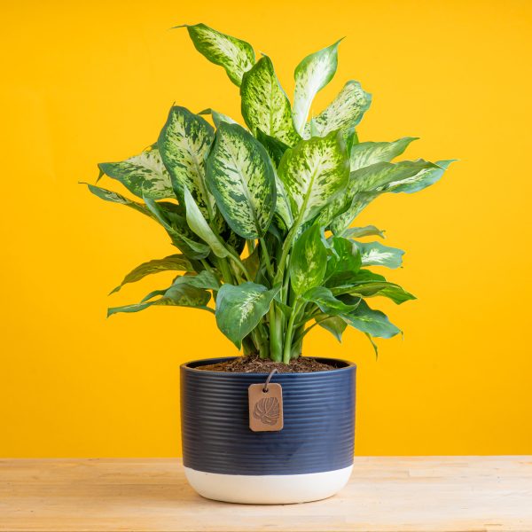 Dieffenbachia | medium Online Hot Sale - Image 2