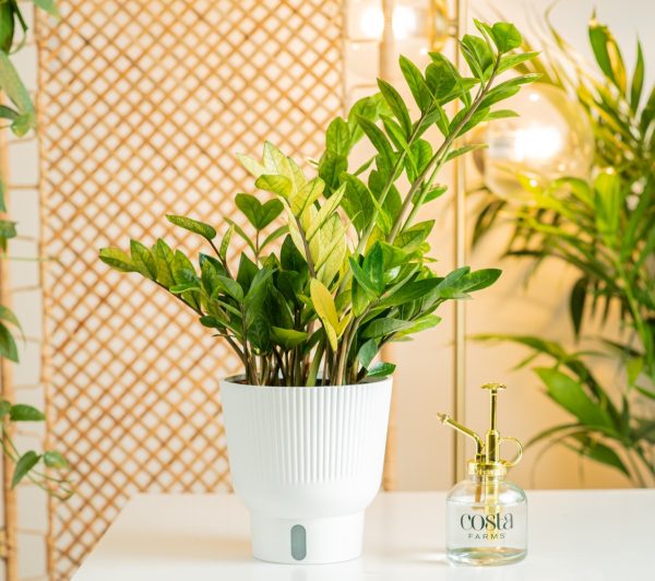 Chameleon ZZ Plant | medium Discount - Image 3