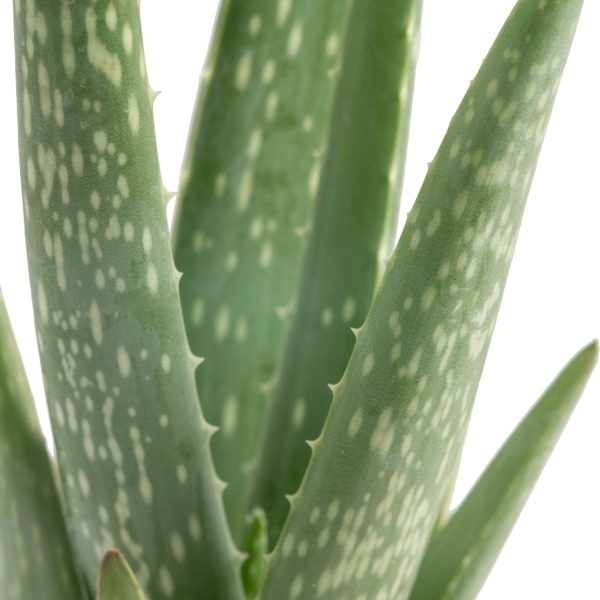 Aloe Vera | small Cheap - Image 3