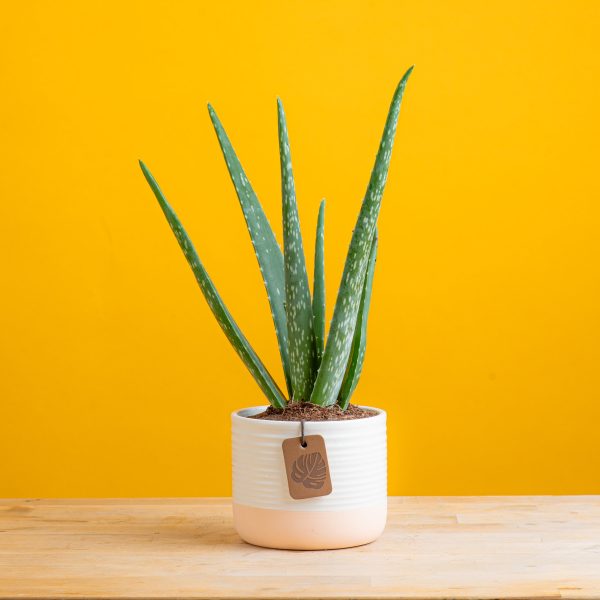 Aloe Vera | small Cheap