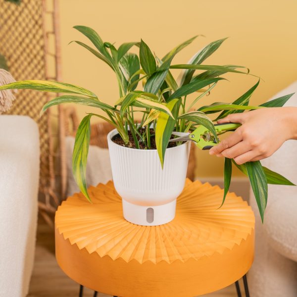 Variegated Epipremnum Amplissimum | medium Hot on Sale - Image 3