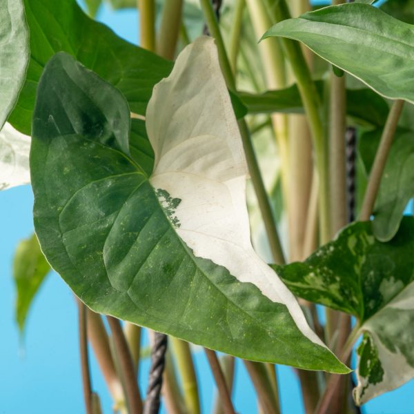 Albo Syngonium | medium For Discount - Image 4