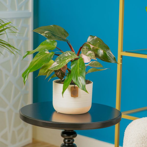 Pink Princess Philodendron | medium For Discount - Image 5