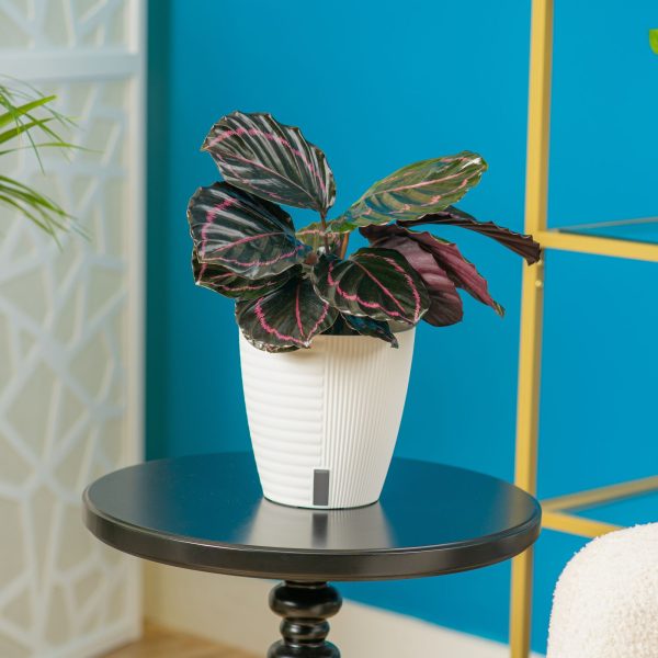 Calathea Dottie | medium Fashion - Image 5