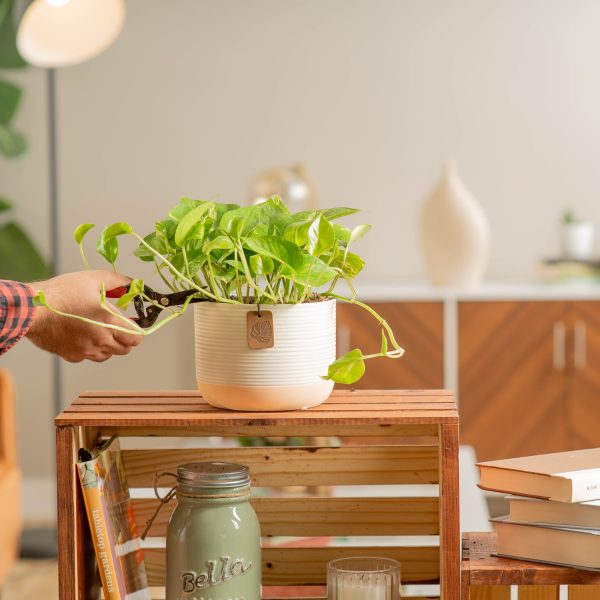 Golden Pothos | medium For Sale - Image 4