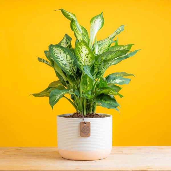 Dieffenbachia | medium Online Hot Sale
