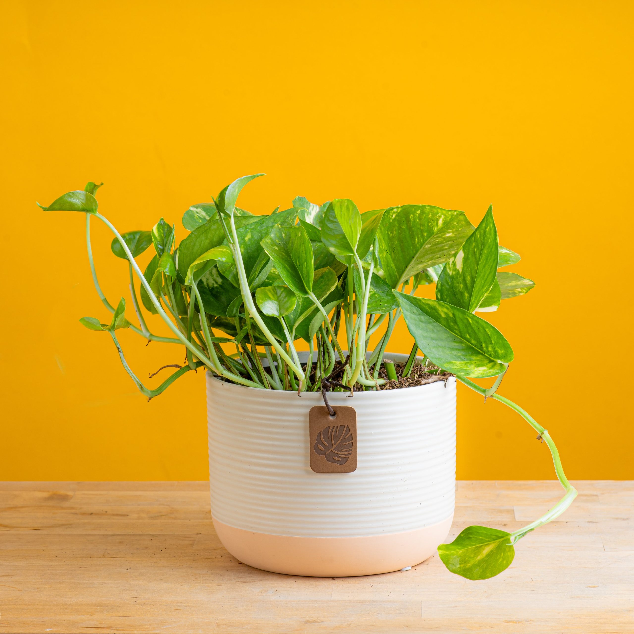 Golden Pothos | medium For Sale
