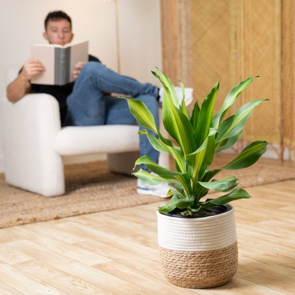 Dracaena Golden Heart | large on Sale - Image 3