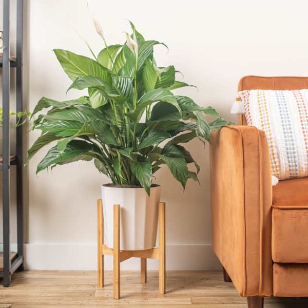 Sweet Pablo Peace Lily | large For Sale - Image 4