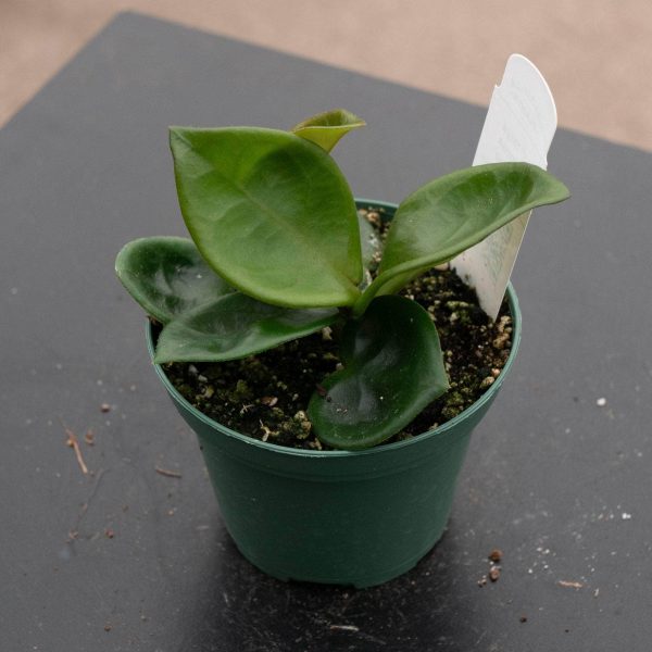 Hoya carnosa  Chelsea  Online