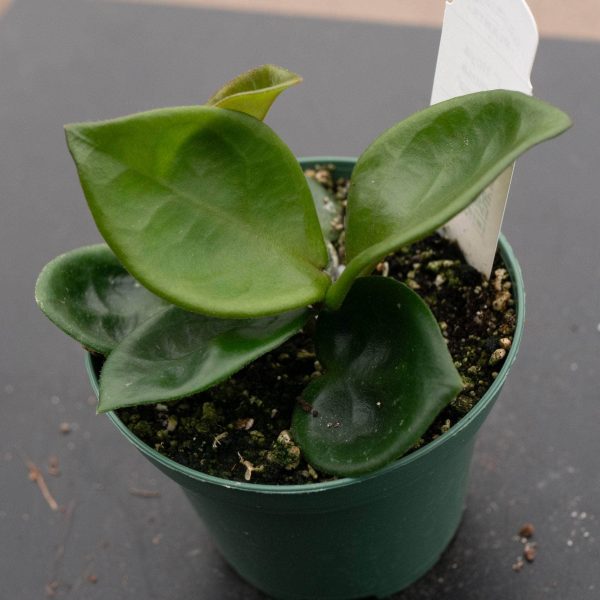 Hoya carnosa  Chelsea  Online - Image 5