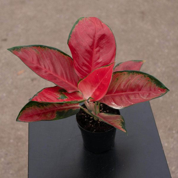 Aglaonema  Suksom Jaipong  Supply