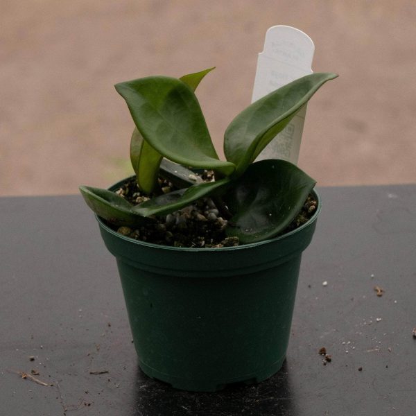 Hoya carnosa  Chelsea  Online - Image 4