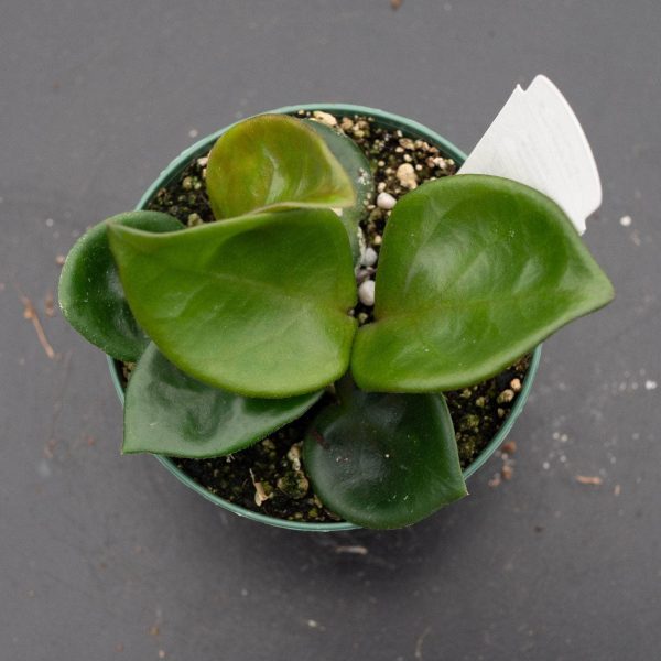 Hoya carnosa  Chelsea  Online - Image 2