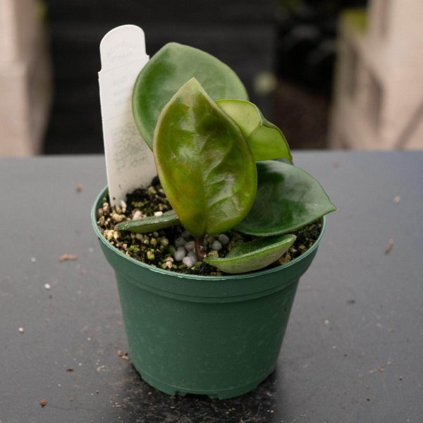 Hoya carnosa  Chelsea  Online - Image 3