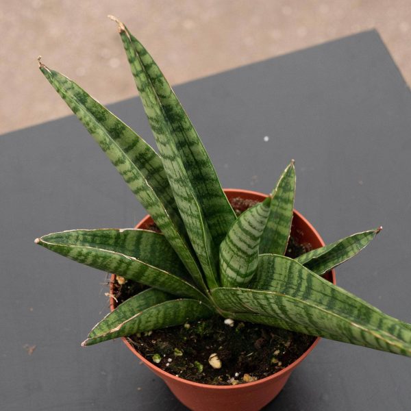 Sansevieria  Gojo  Online - Image 3