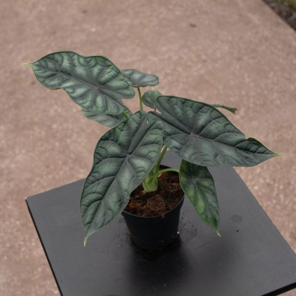 Alocasia baginda  Dragon Scale  Supply - Image 2