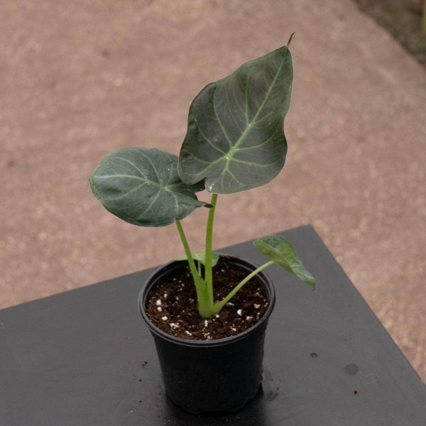 Alocasia  Regal Shields  Online