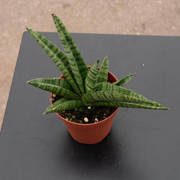 Sansevieria  Gojo  Online - Image 2