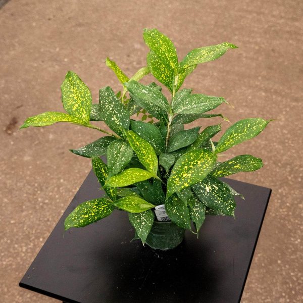 Dracaena surculosa  Florida Beauty  For Discount